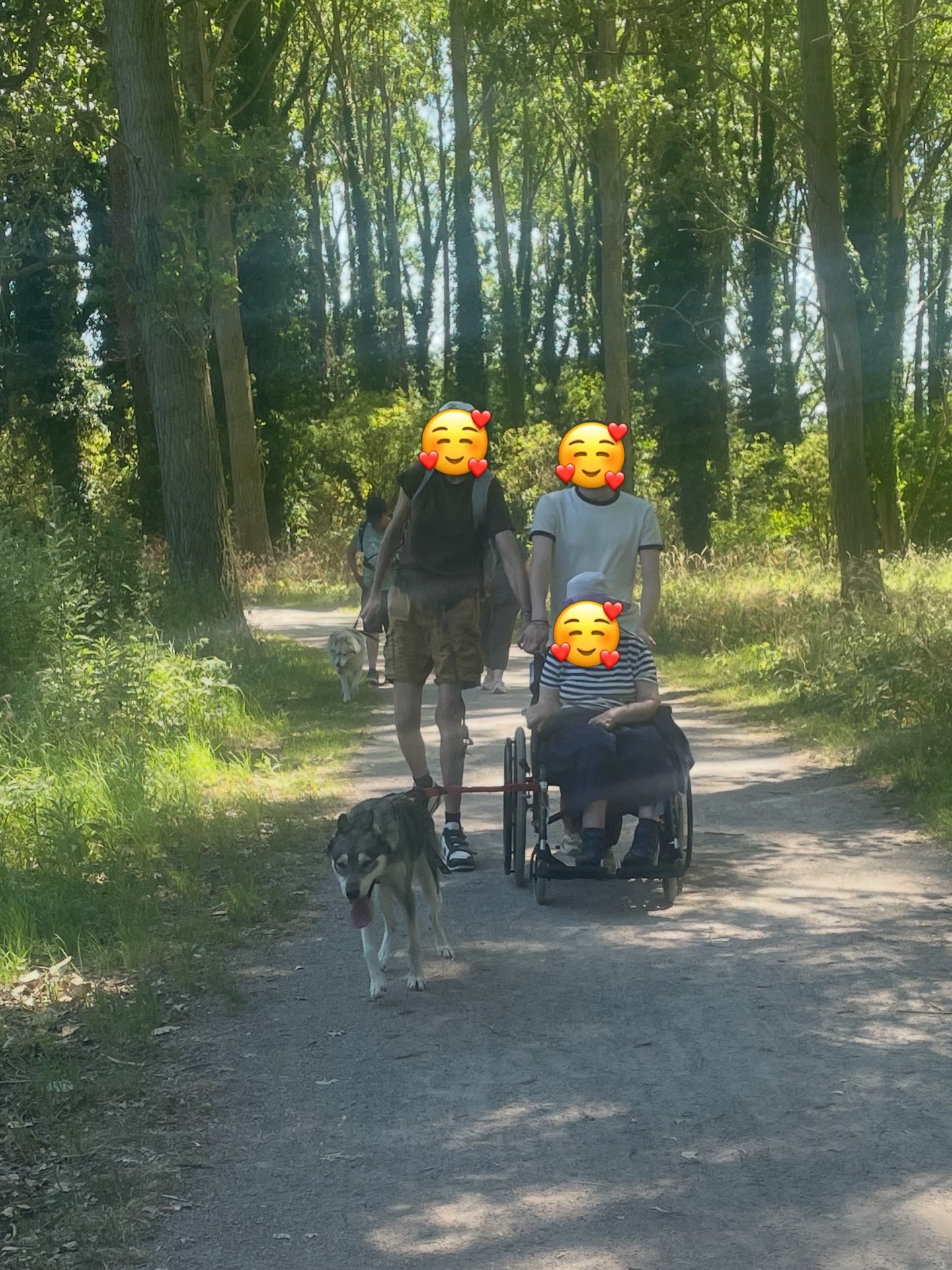 Les cani balades en structures